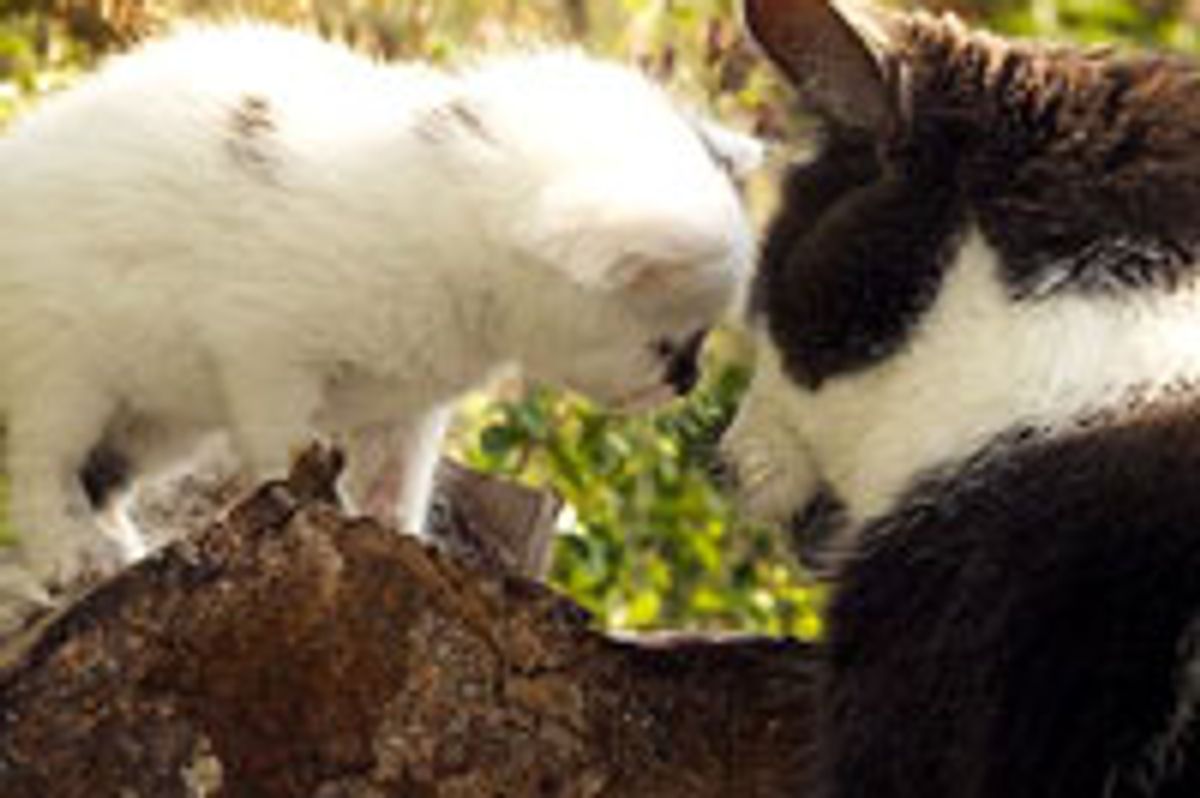 Love Between Blind Kitty and Rescue Cow Kitten
