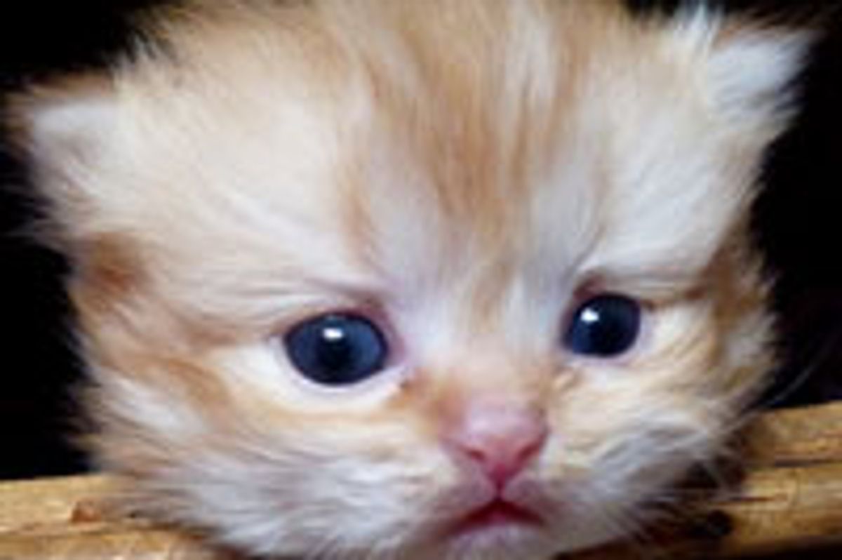 The Face that Steals Hearts!