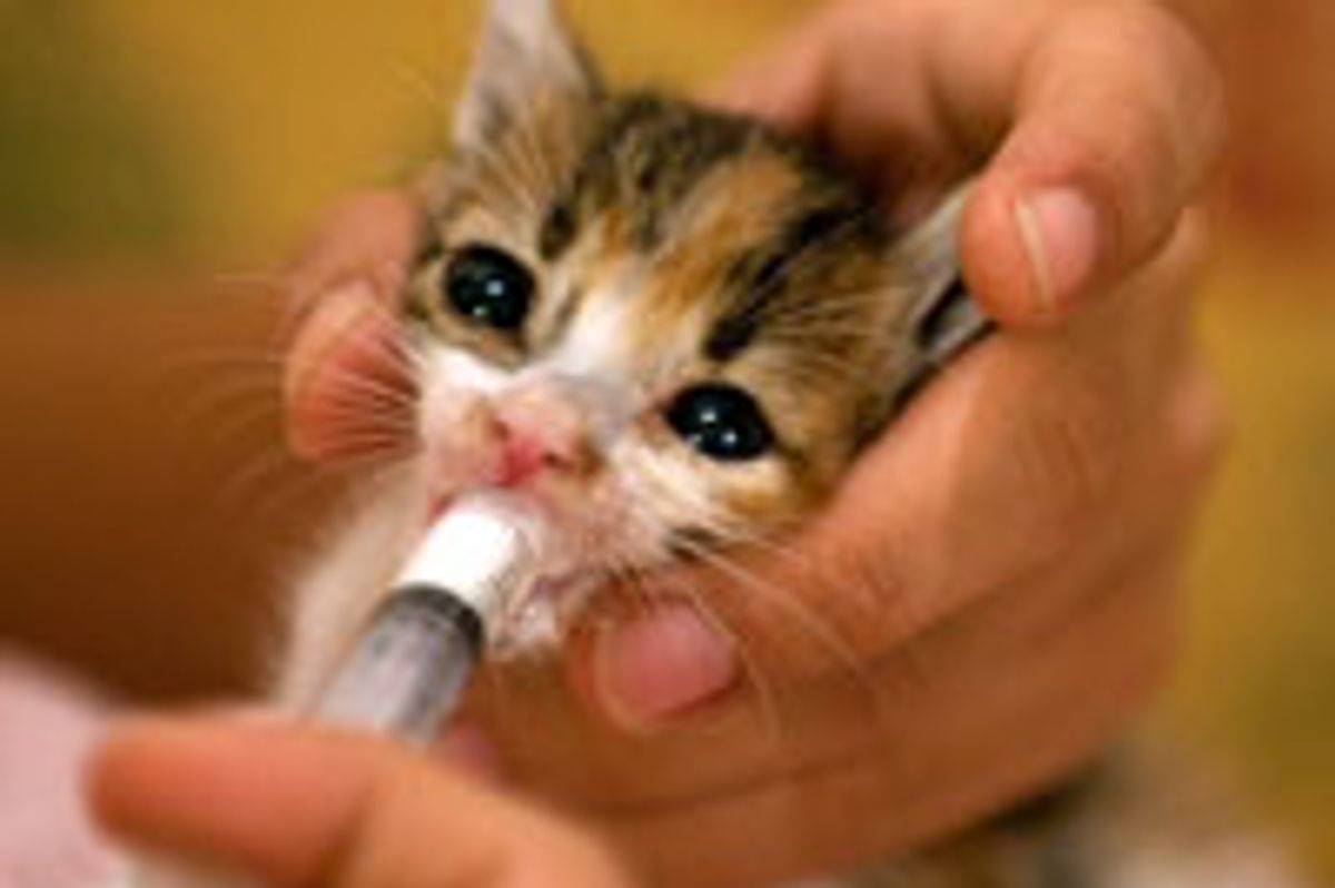 Teeny Rescue Calico Given a Second Chance