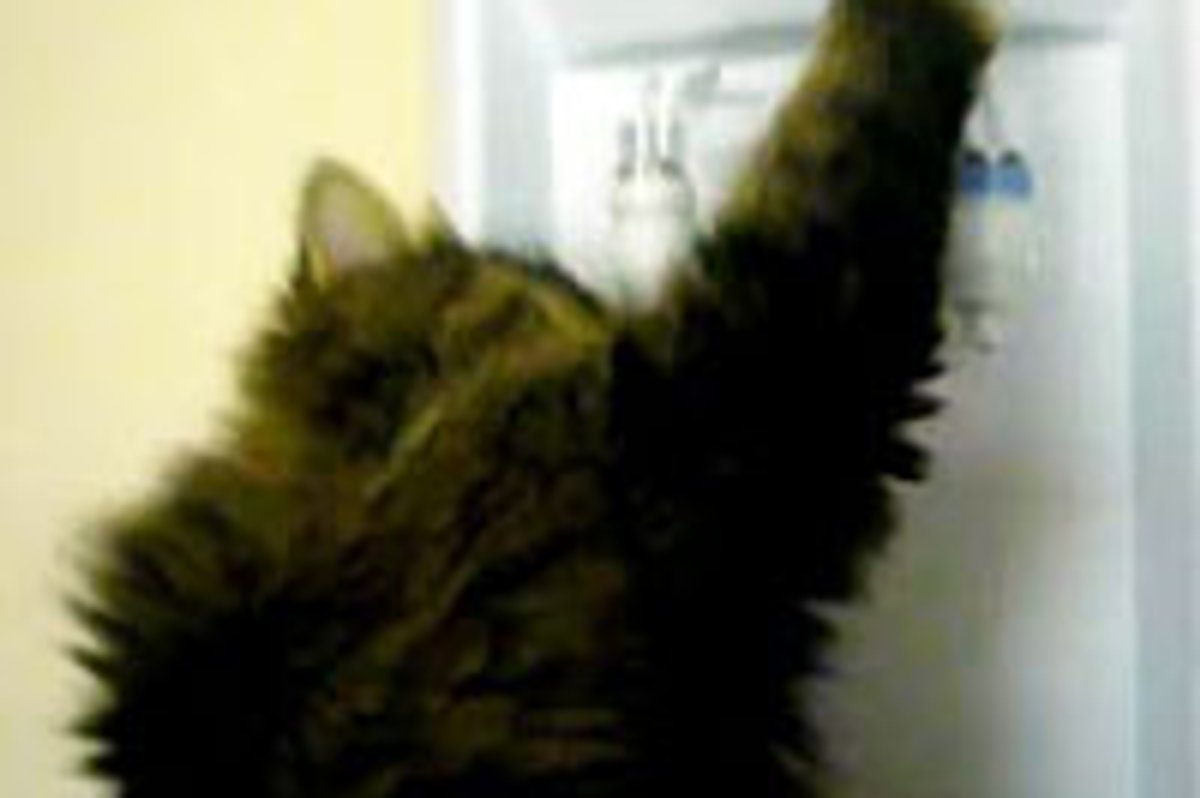 Smart Watercooler Kitty