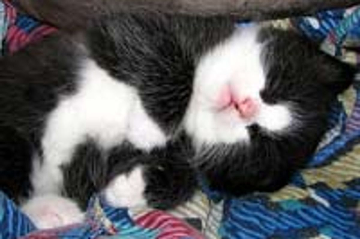 Tiny Stray Tuxedo from Balcony to Warm Home