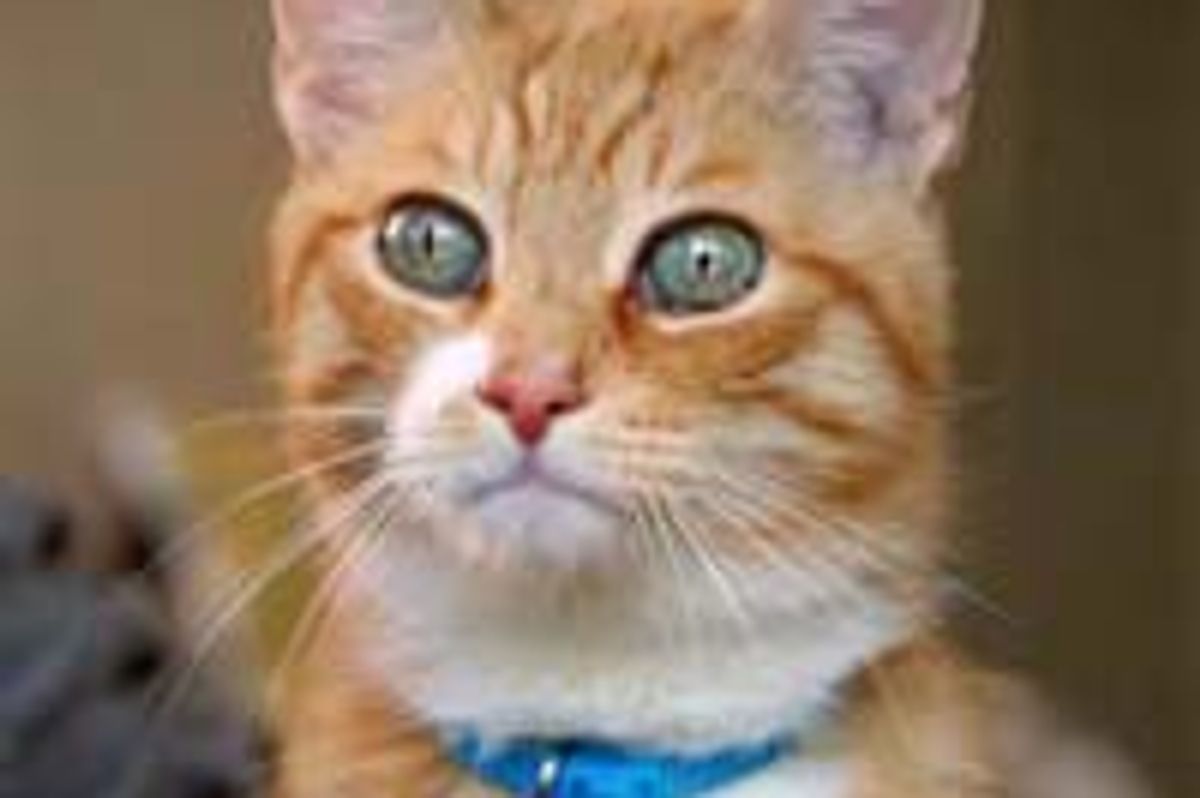 What Cats Think of Sand Boxes