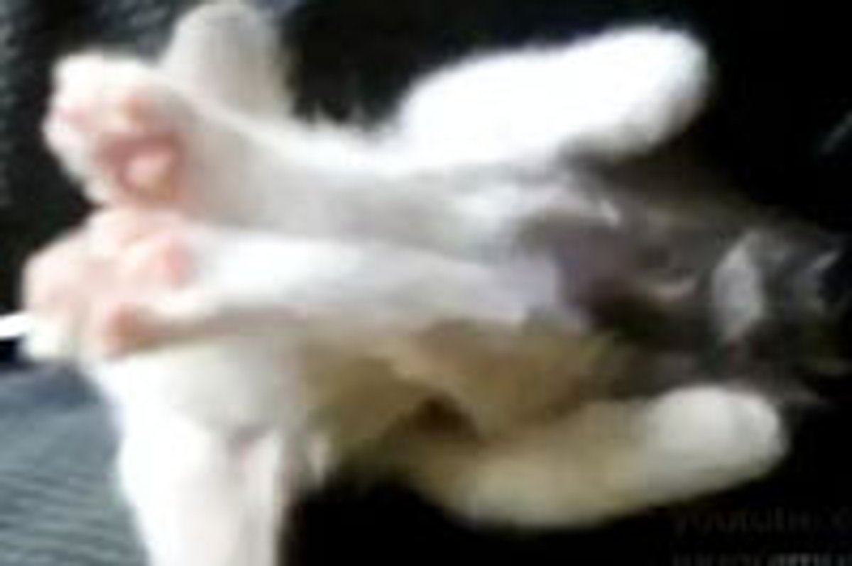 Sleepy Kitty Stretching Out Toesies