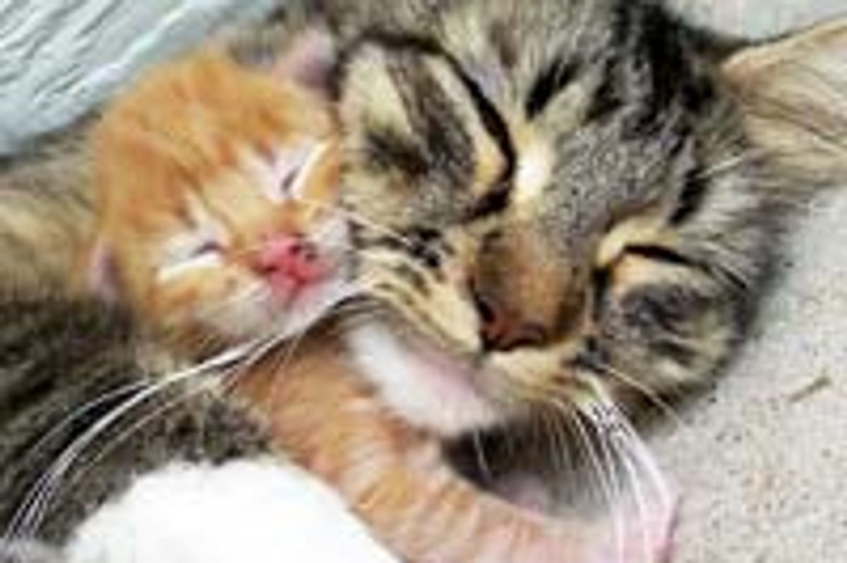 Ginger Kitty Adores His Cat Mama