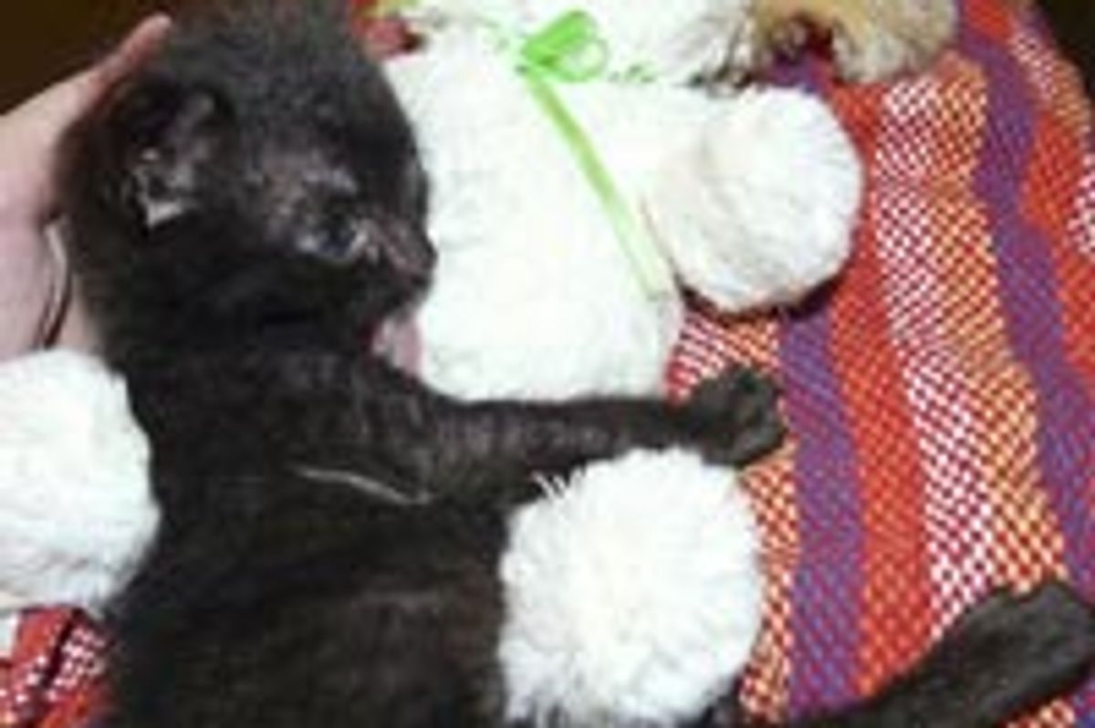 Bruno the Little Black Kitty, Big Inspiration