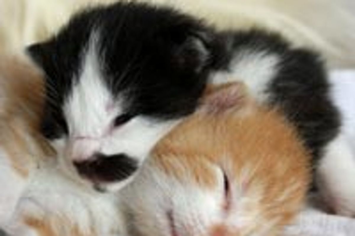 Teeny Tiny Kittens Sleep Gravitation