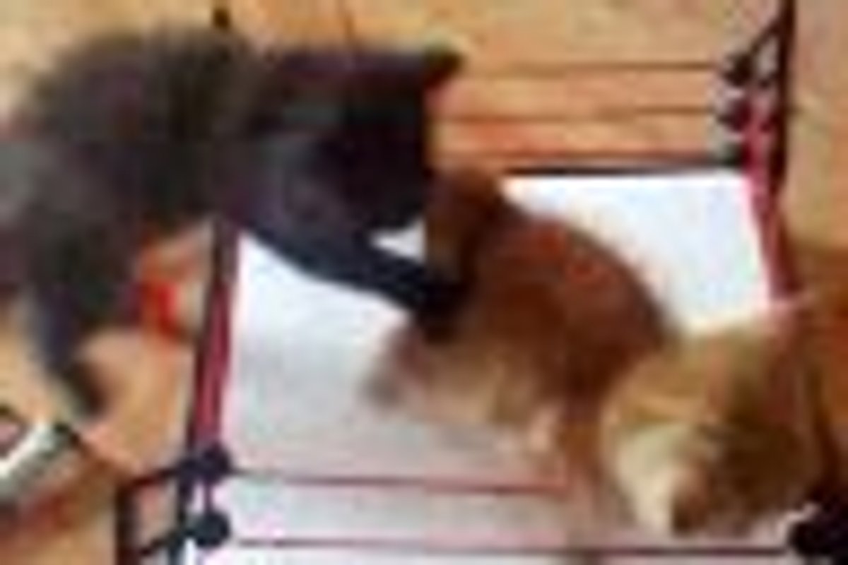 WWE Ultimate Kitty Wrestling