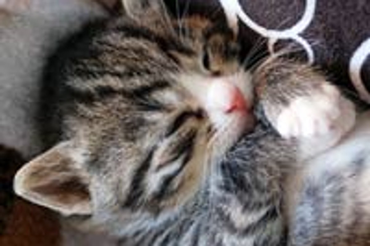 Let's Paws for a Nap