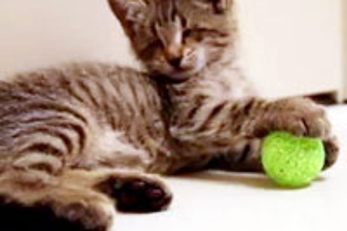 Oskar the Blind Kitty's First Toys