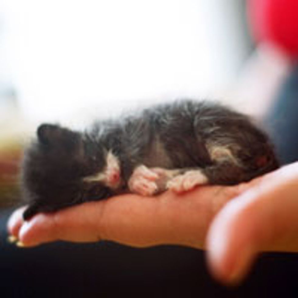 Teeny Tiny Orphan Tuxedo Found Luck