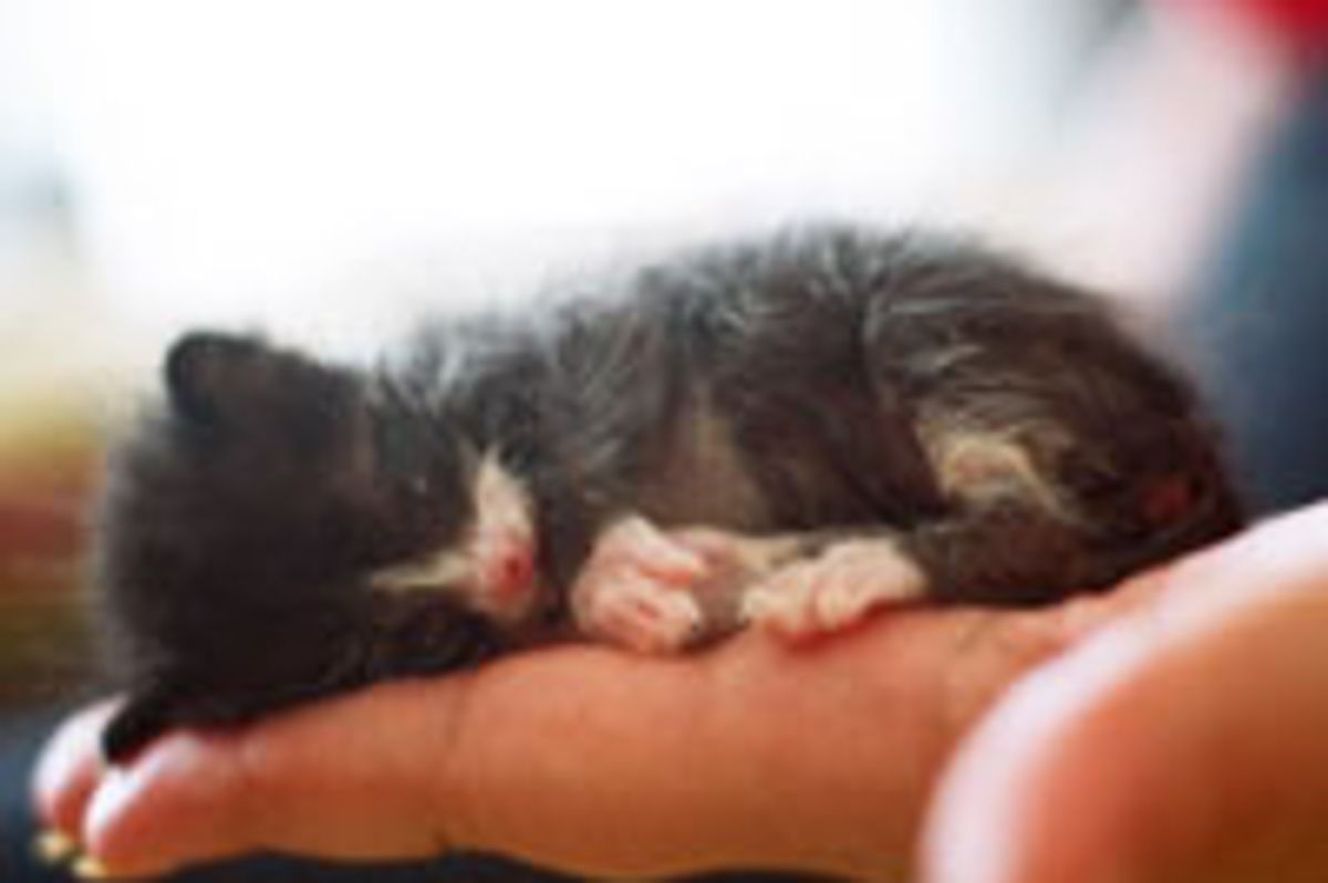 Teeny Tiny Orphan Tuxedo Found Luck