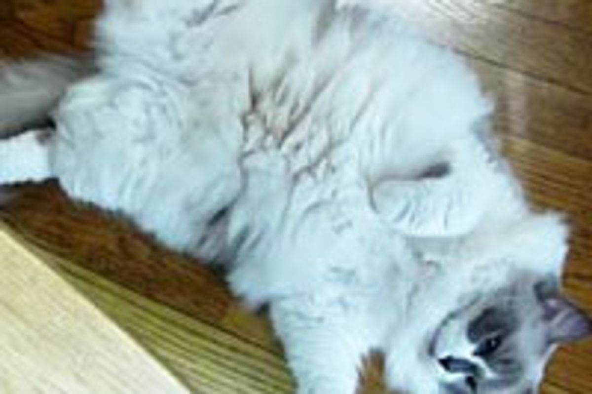 Very Fluffy Ragdoll and Her Big Belly