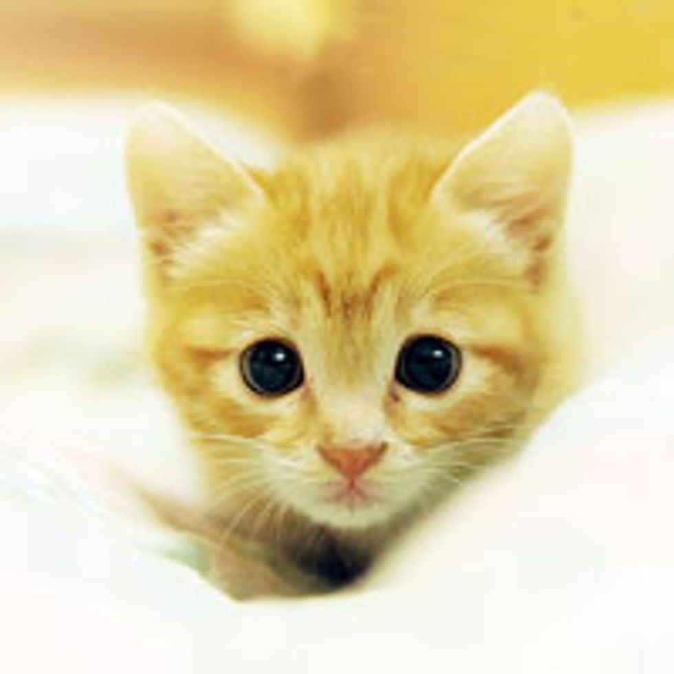 Sweet Feral Ginger Kitty