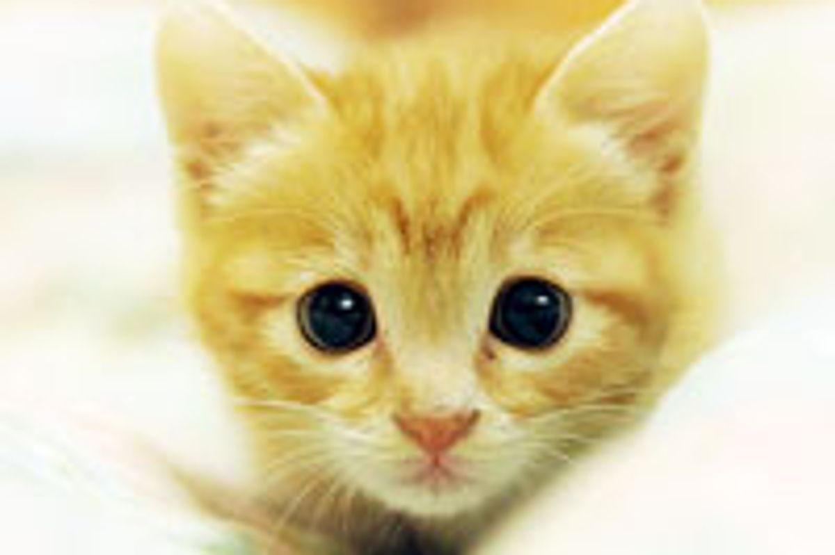 Sweet Feral Ginger Kitty