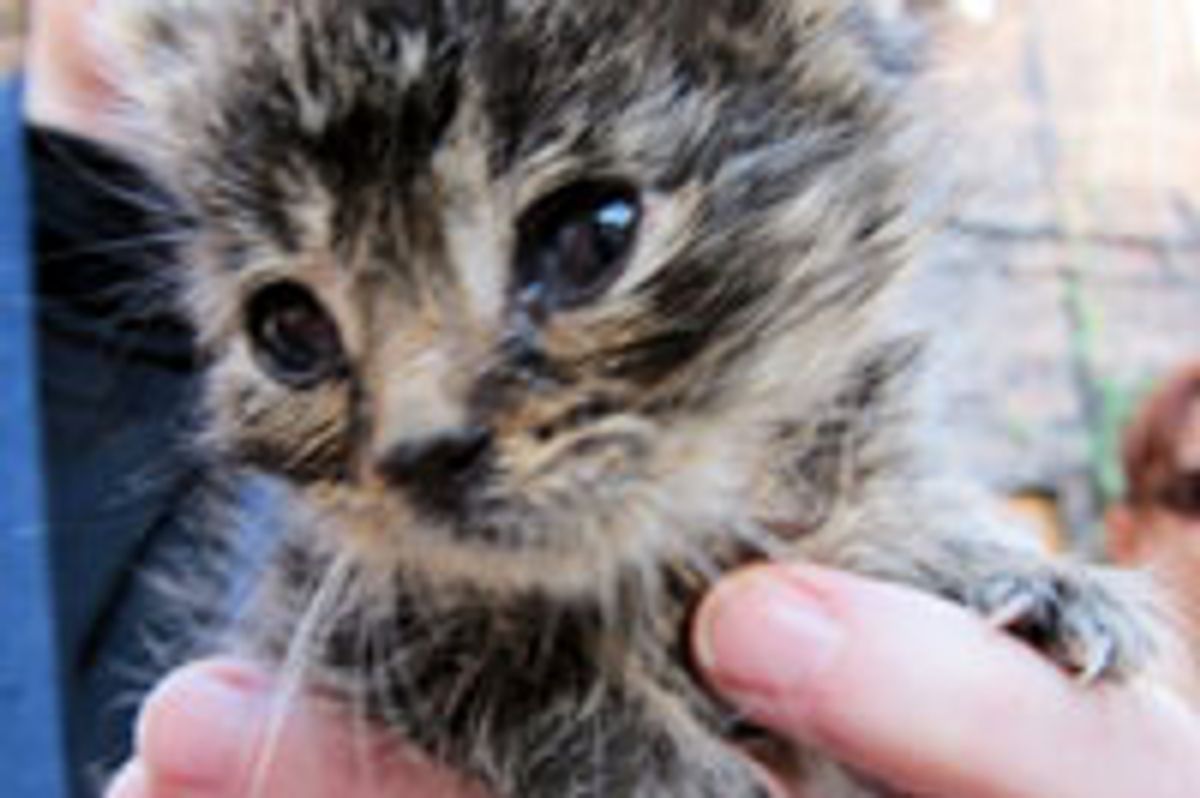 Wee Rescue Tabby Thankful for a Second Chance