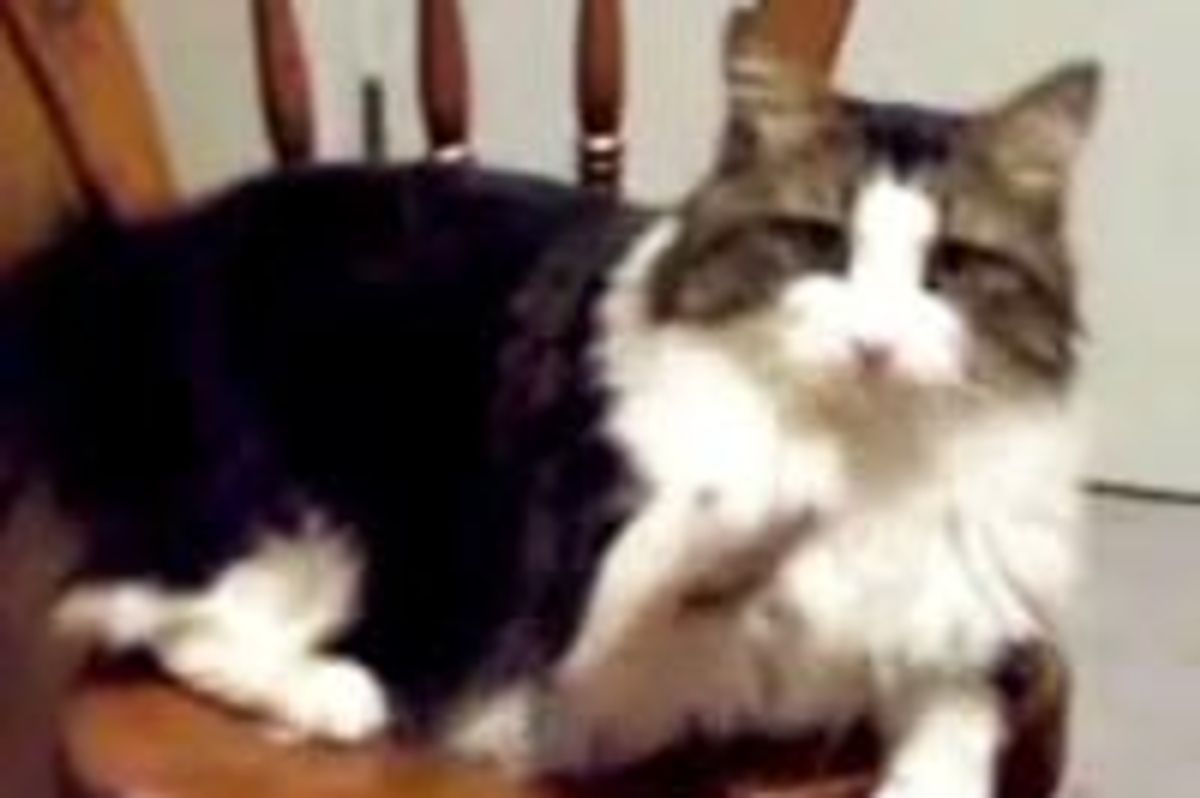 Bubba the Kitty Handshake and Waving Hello