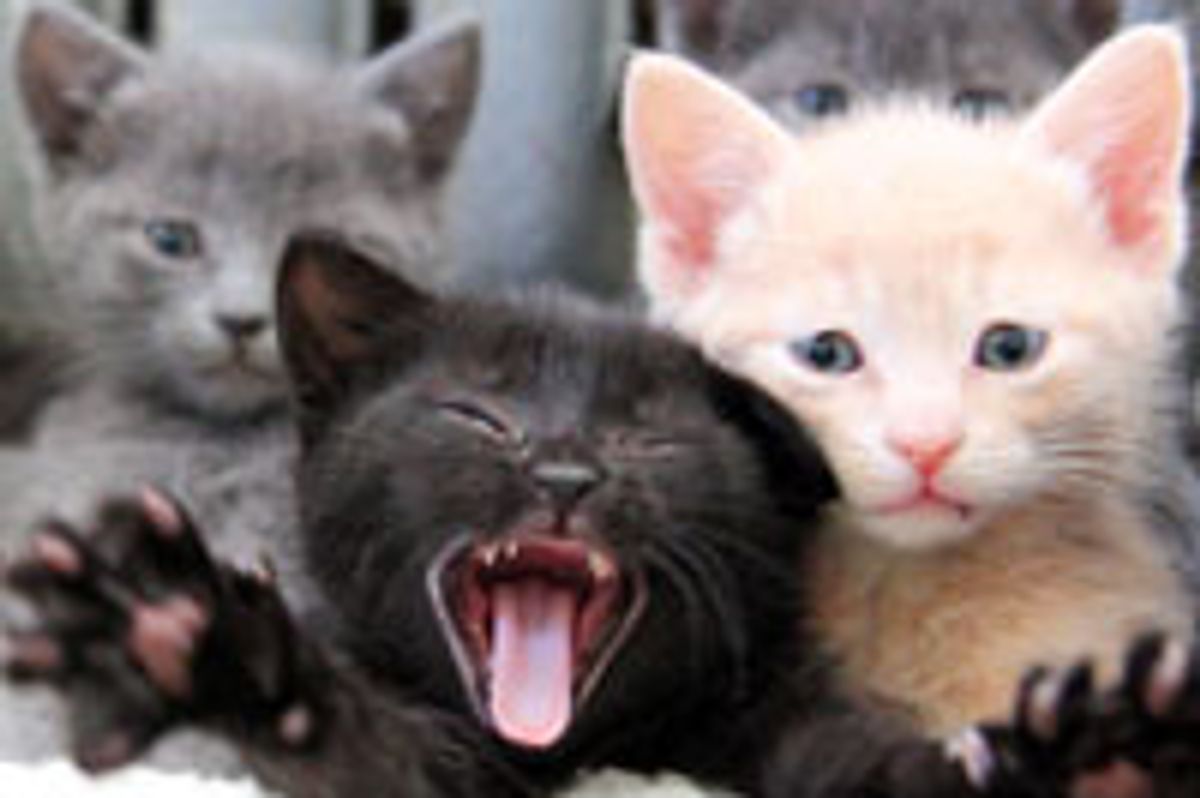 Little Fuzzy Furry Family