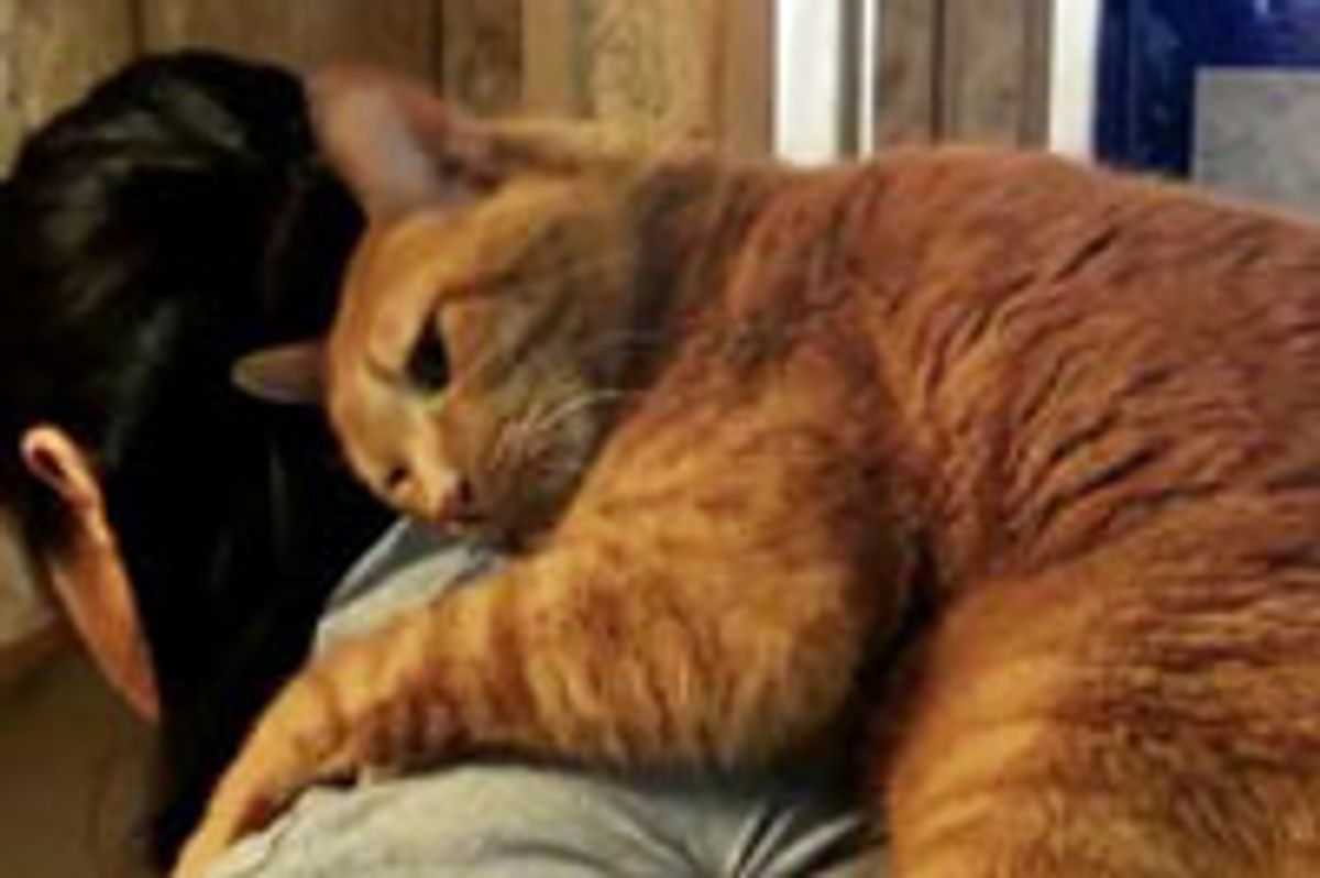 Kitty Clings to Human Mom's Back