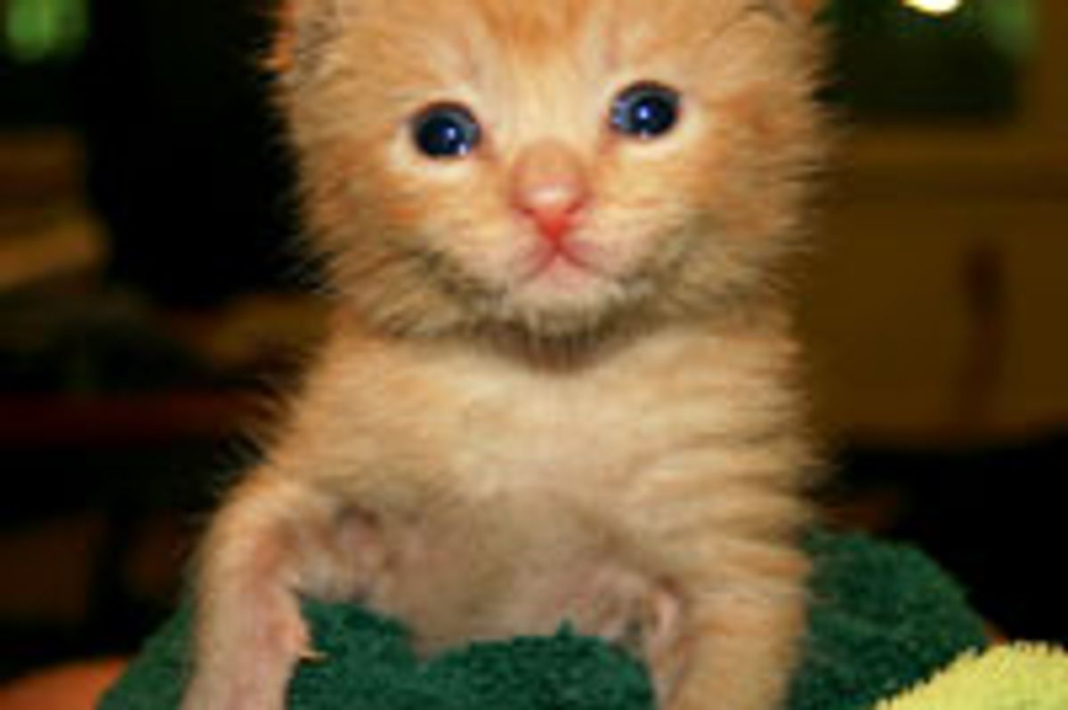 Tiny Ginger Orphan Lost but Found