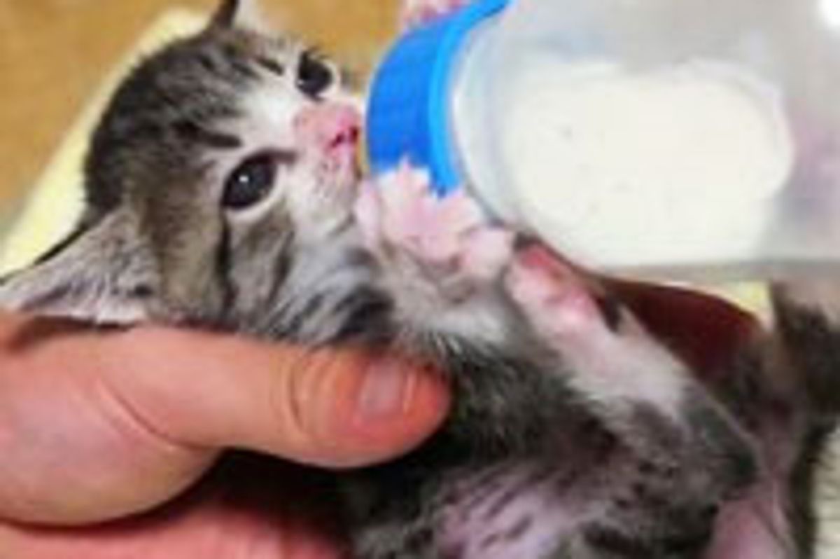 Teeny Kitten Bottle Feeding