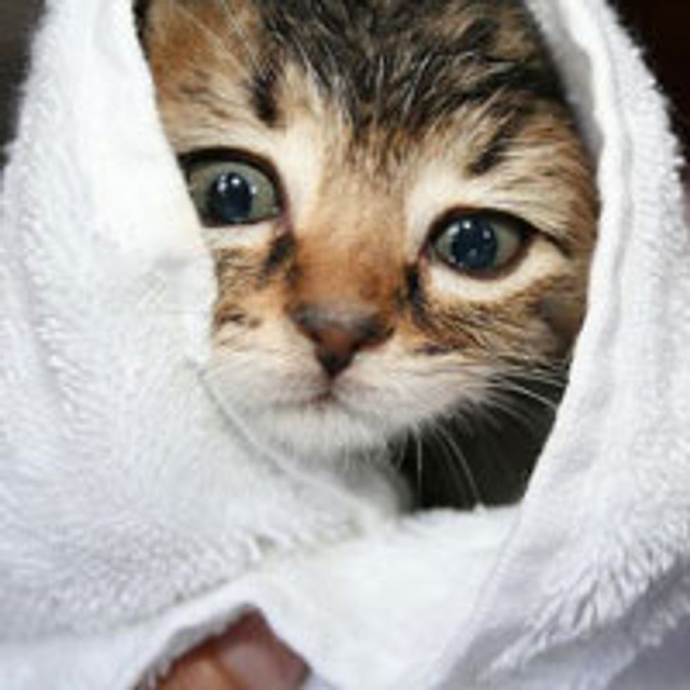 Rescue Tabby Gets All Cleaned Up