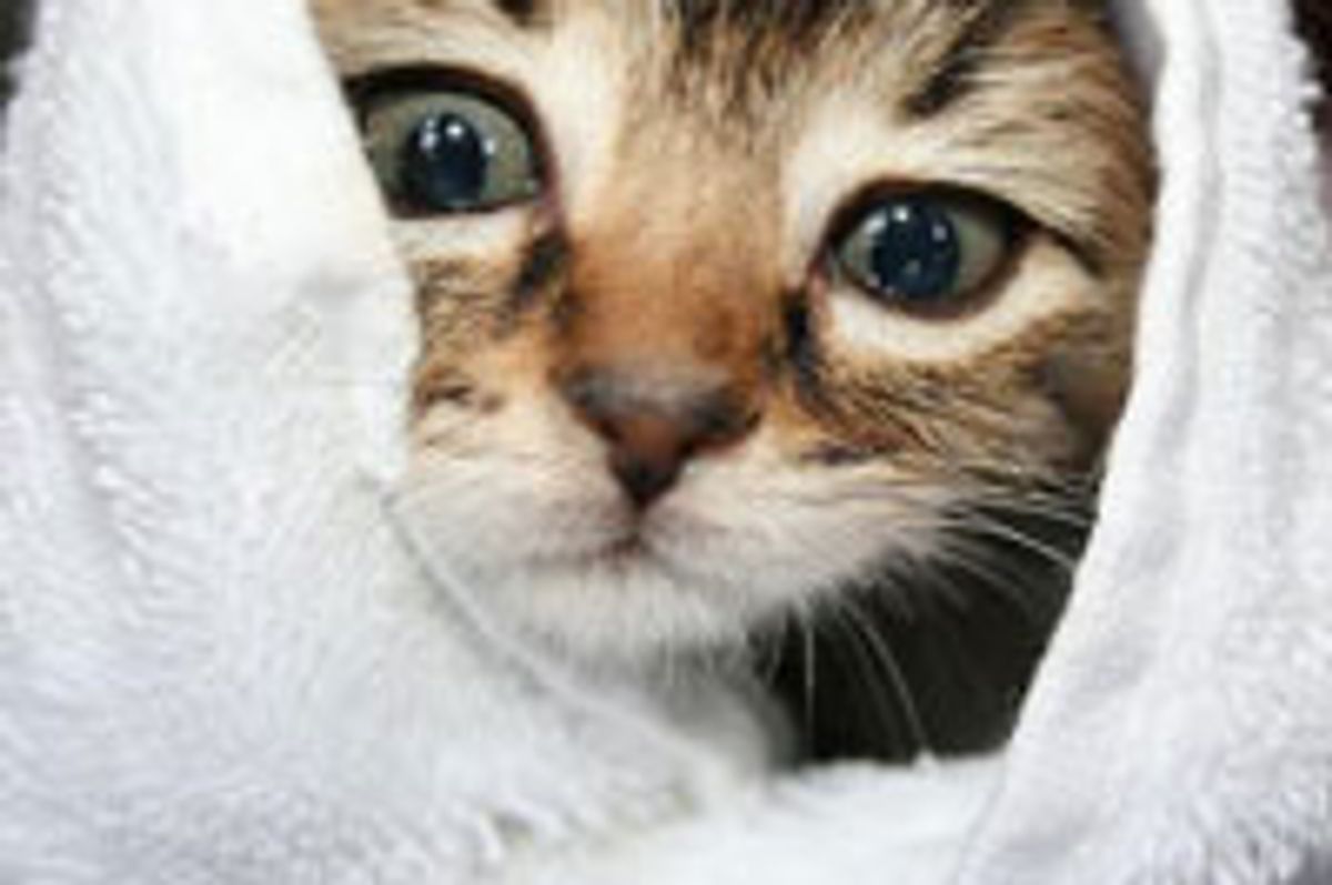 Rescue Tabby Gets All Cleaned Up