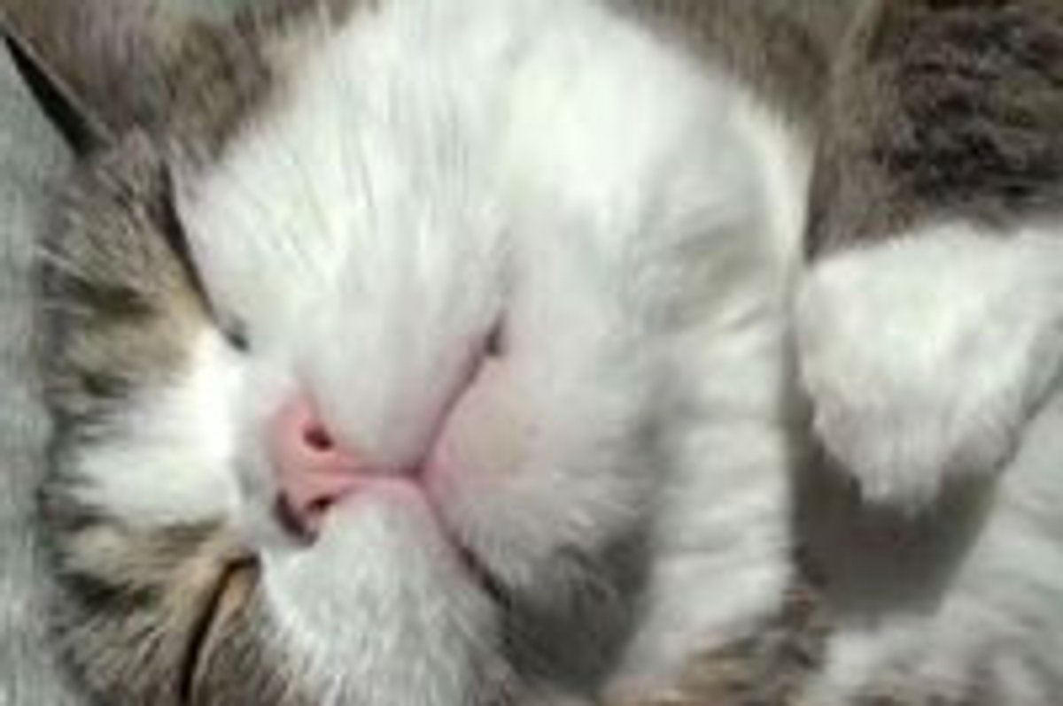 Maru Gets Brushed and Pampered