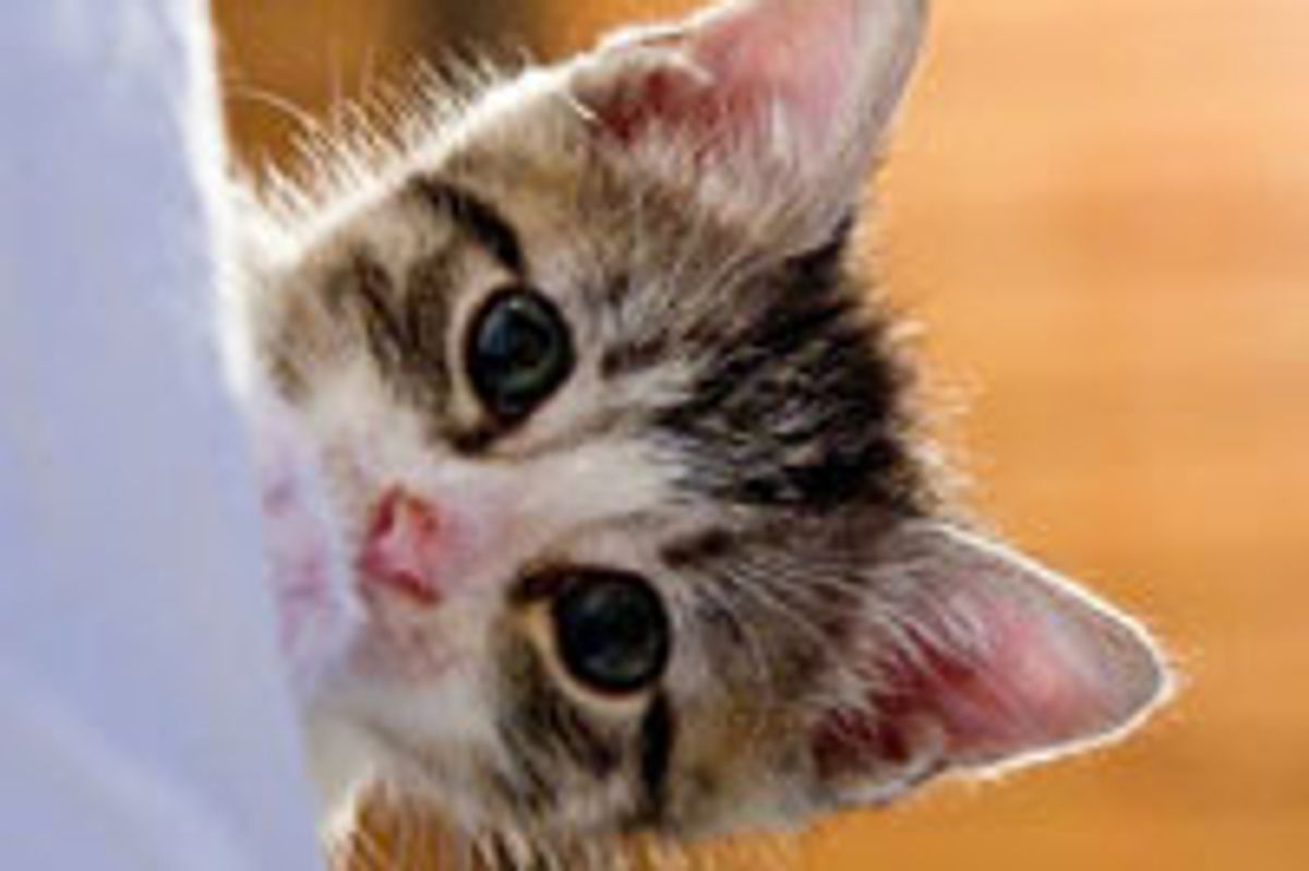 Alley the Kitty, From Rags to a Loving Home