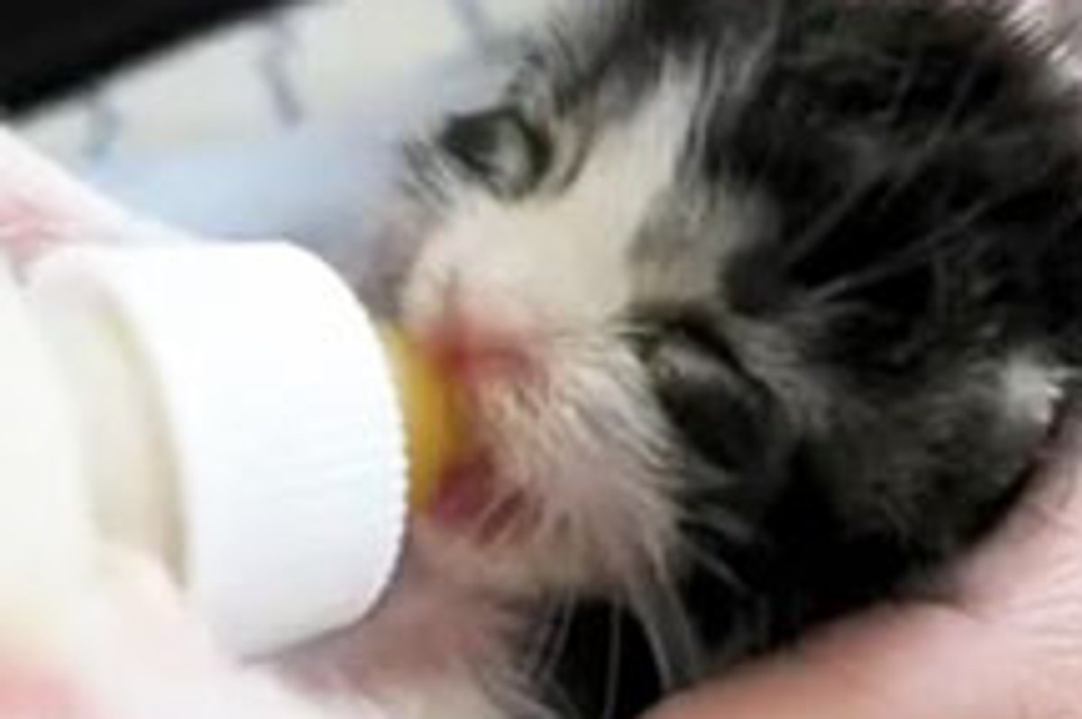 Tiny Bitty 4 Day Old Bottle Kitten
