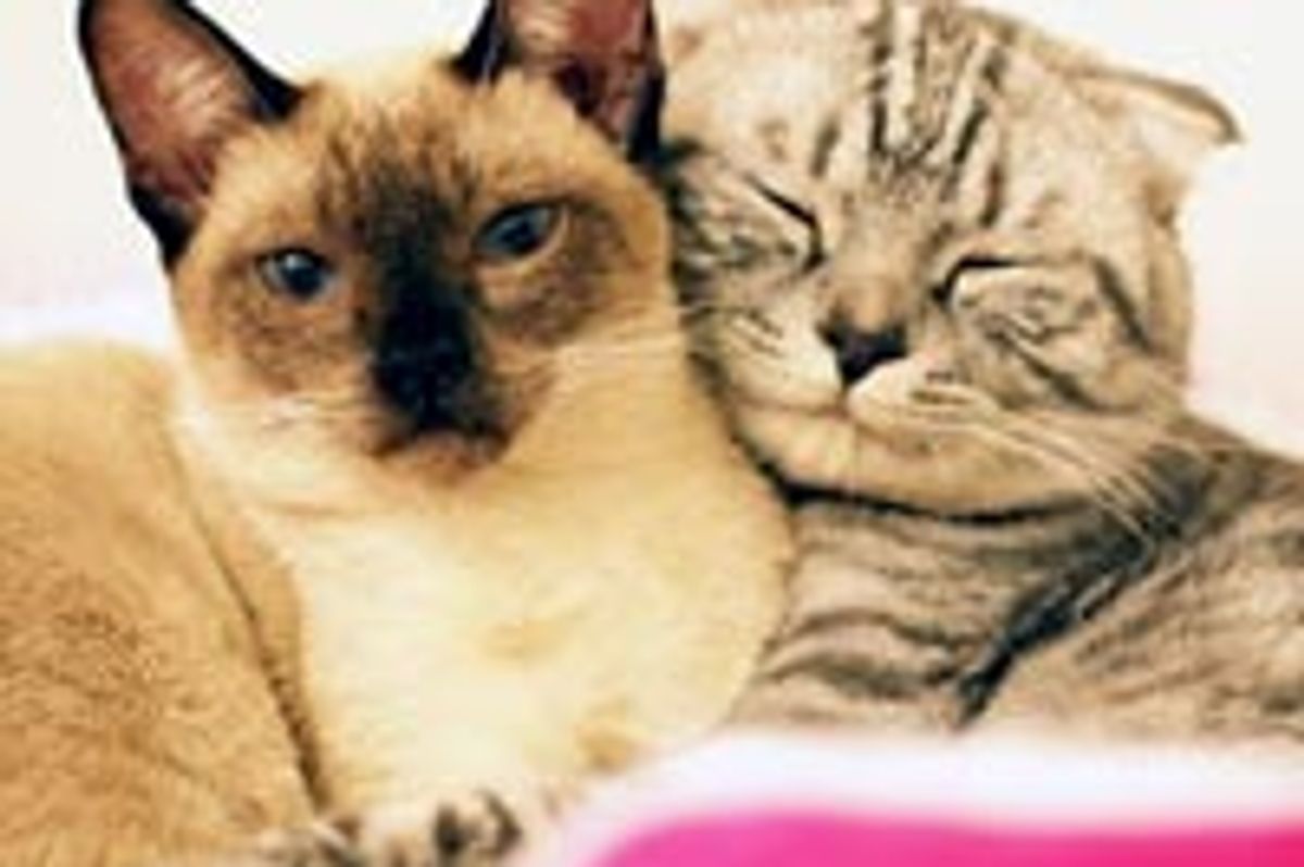 Two Inseparable Cuddle Buddies