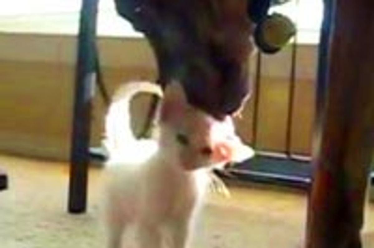 Kitten Bonds with a Retired Military Dog