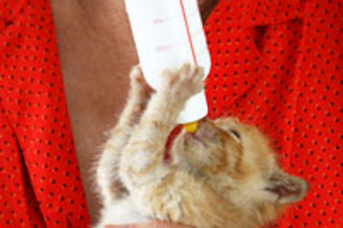 Little Kitty Bottle Champion