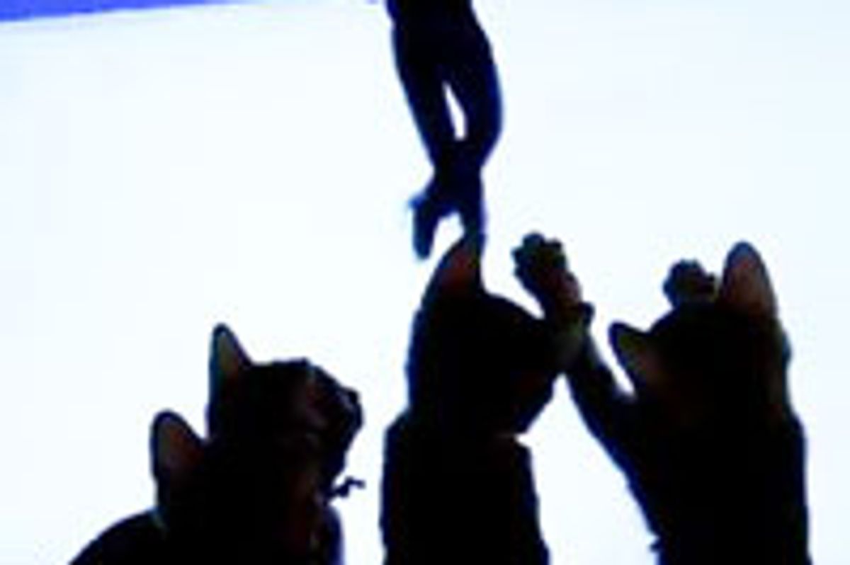 Kittens Love Figure Skating
