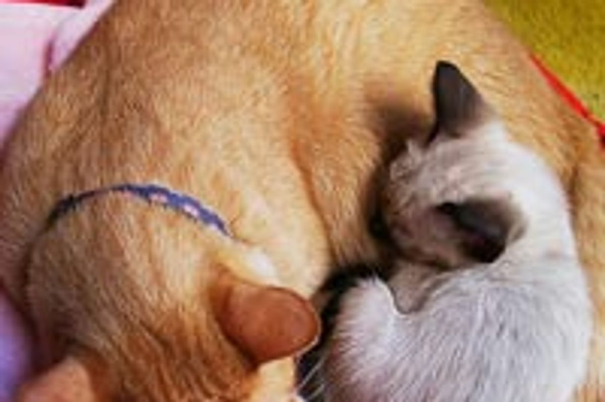 Ginger Kitty Snarf Adopts Little Kitten Kiki