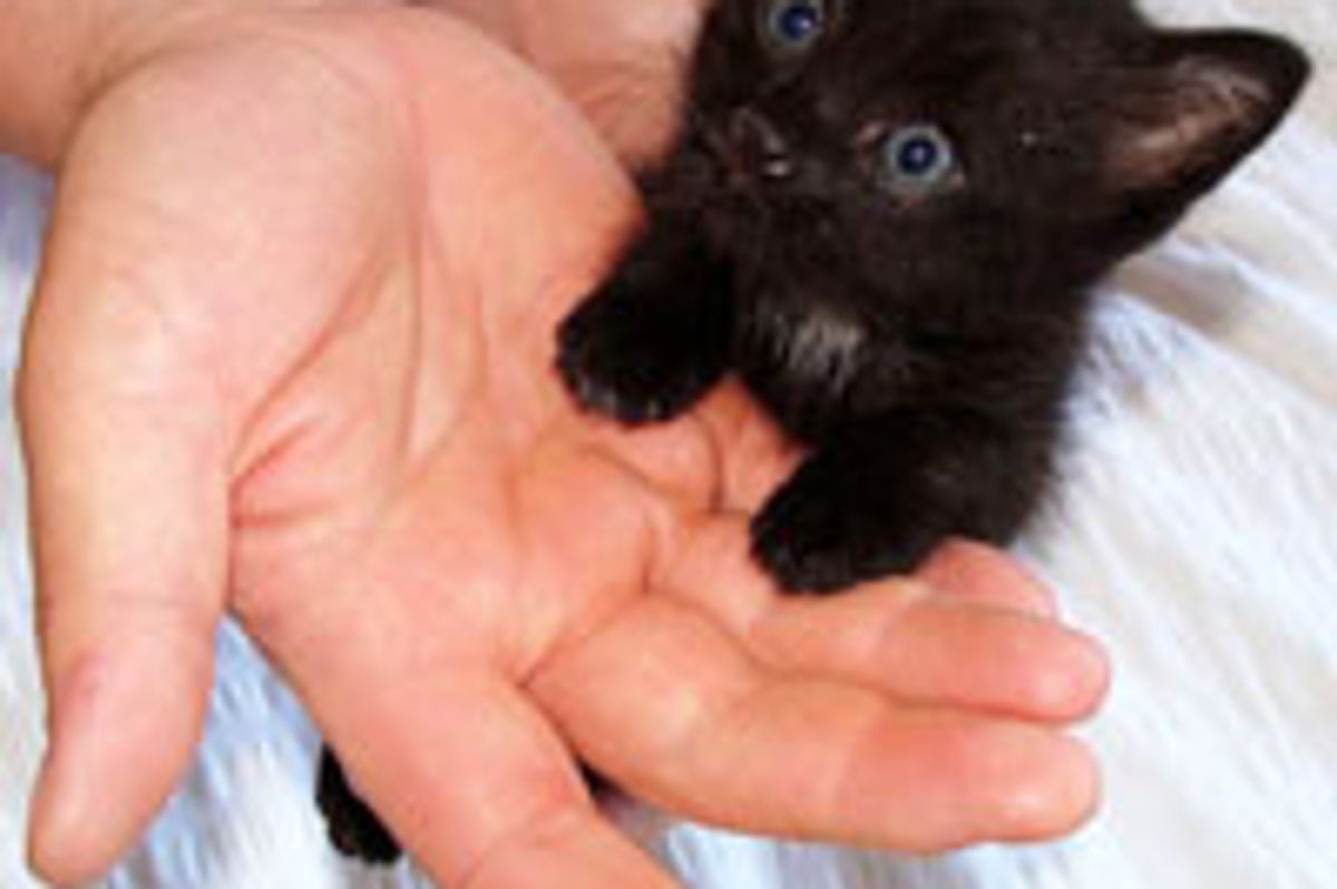 I Put My Paws in Yours!