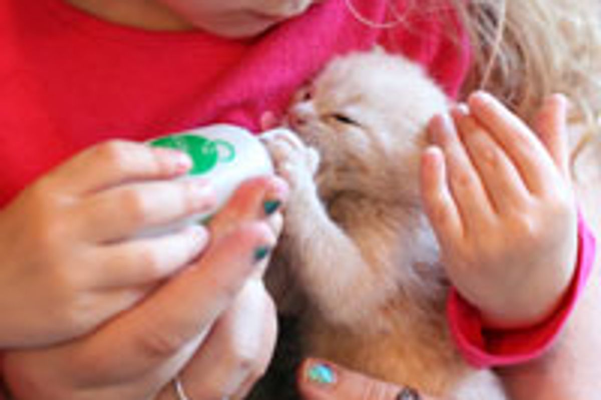 Little Girl Bottle Feeds an Abandoned Kitten