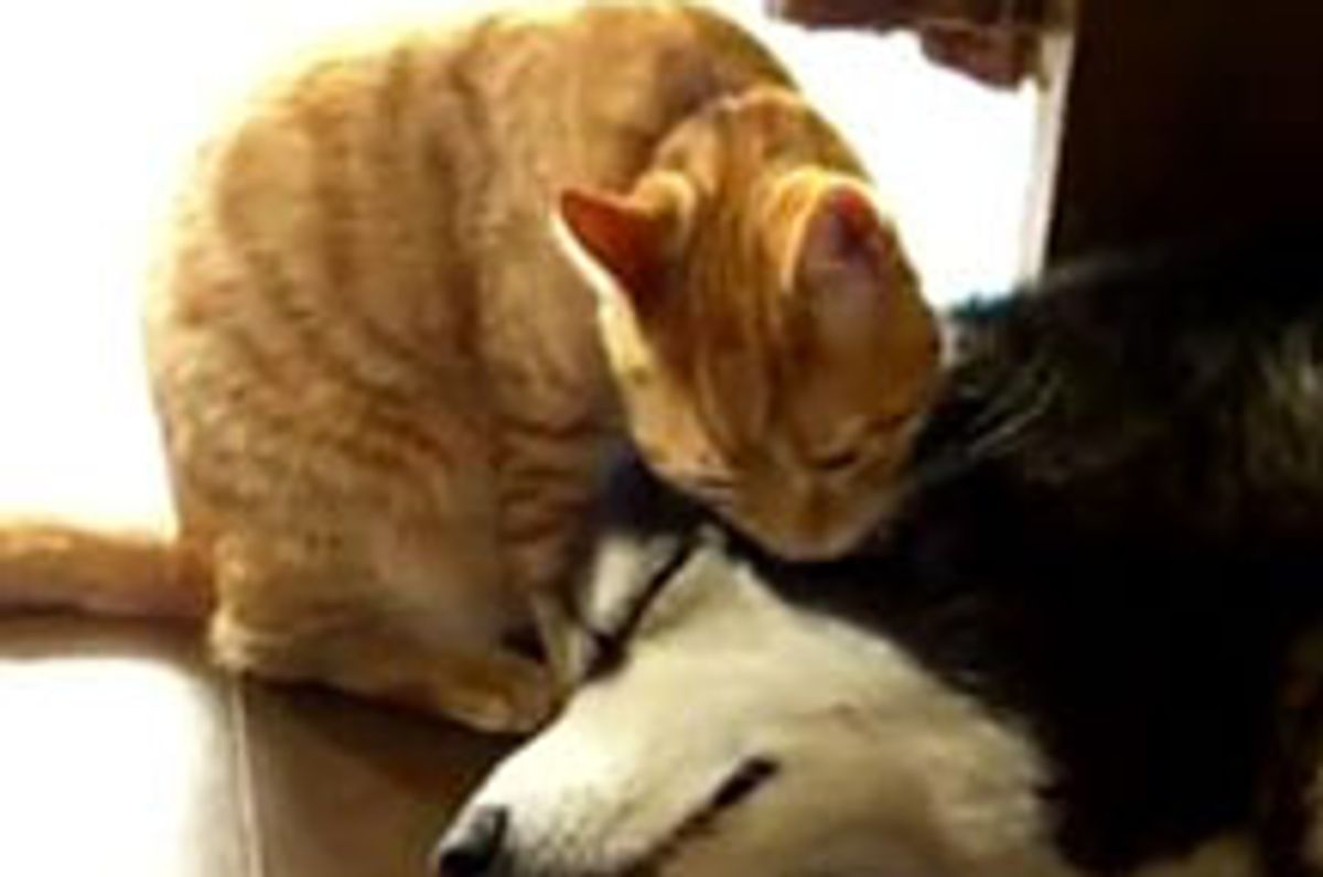 Kitty Gives Sleepy Doggie a Bath