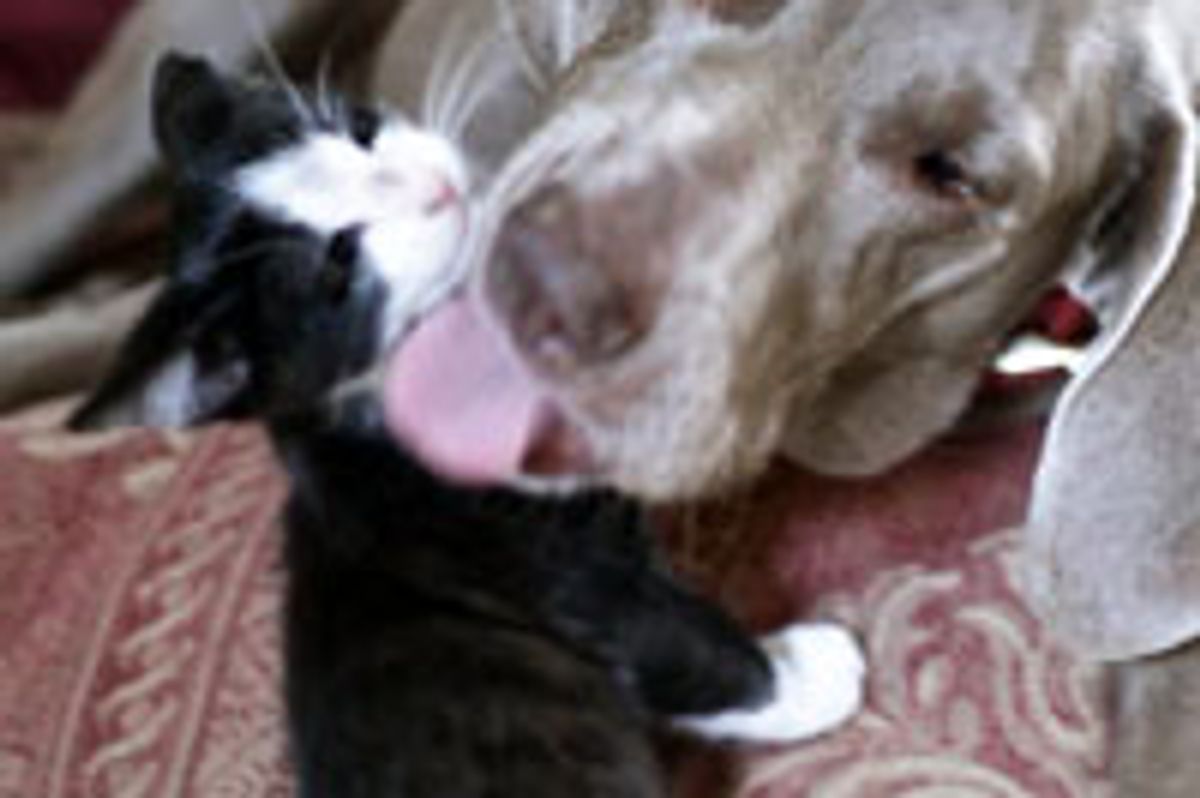 Oreo the Tuxedo Kitty Found Surrogate Mom in a Dog