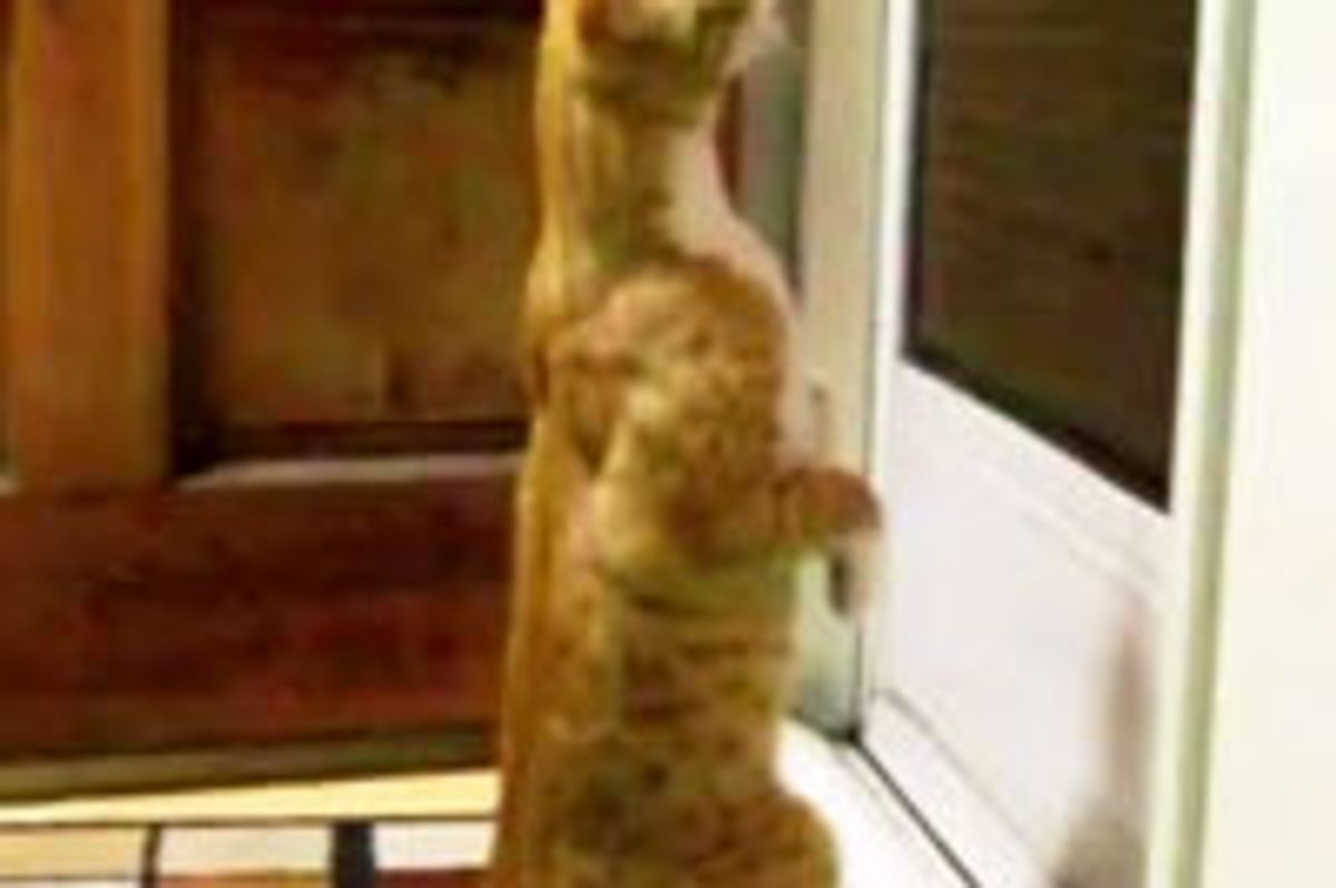 Kitty with Big Mittens Finds His Pet June Bug