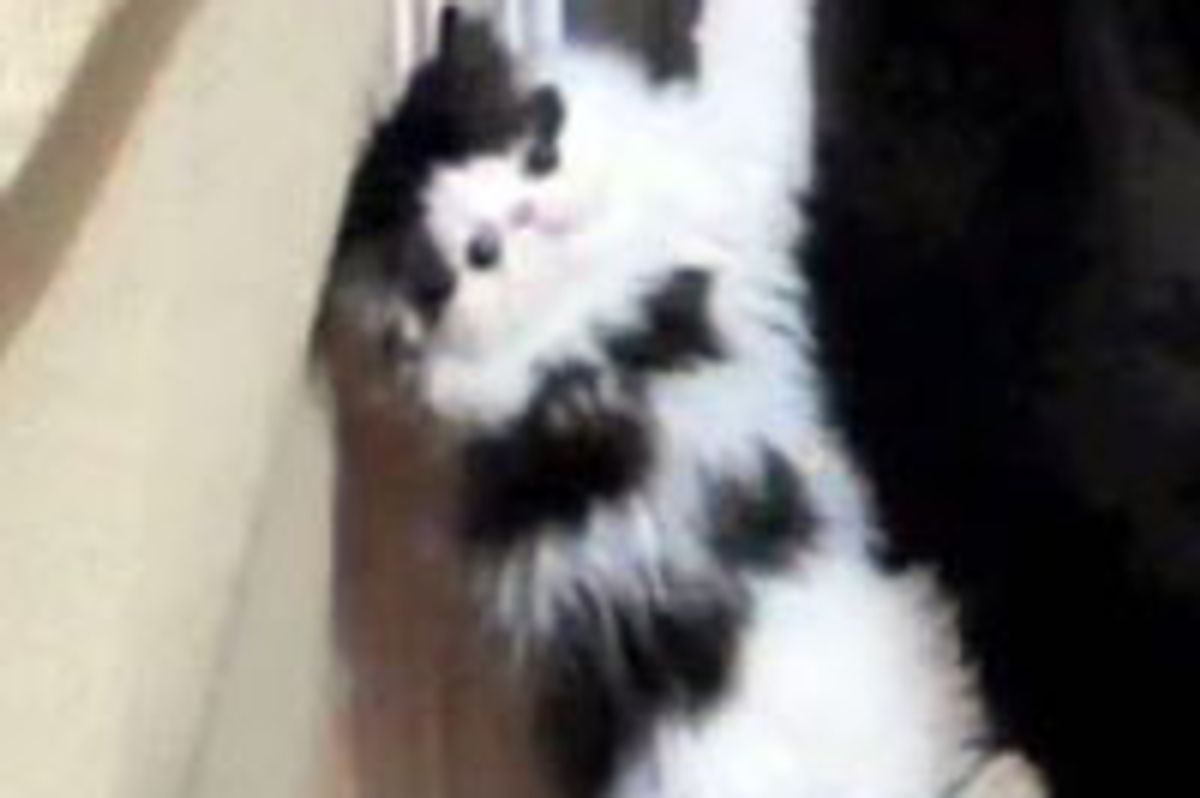 Spidercat Climbing Frenzy