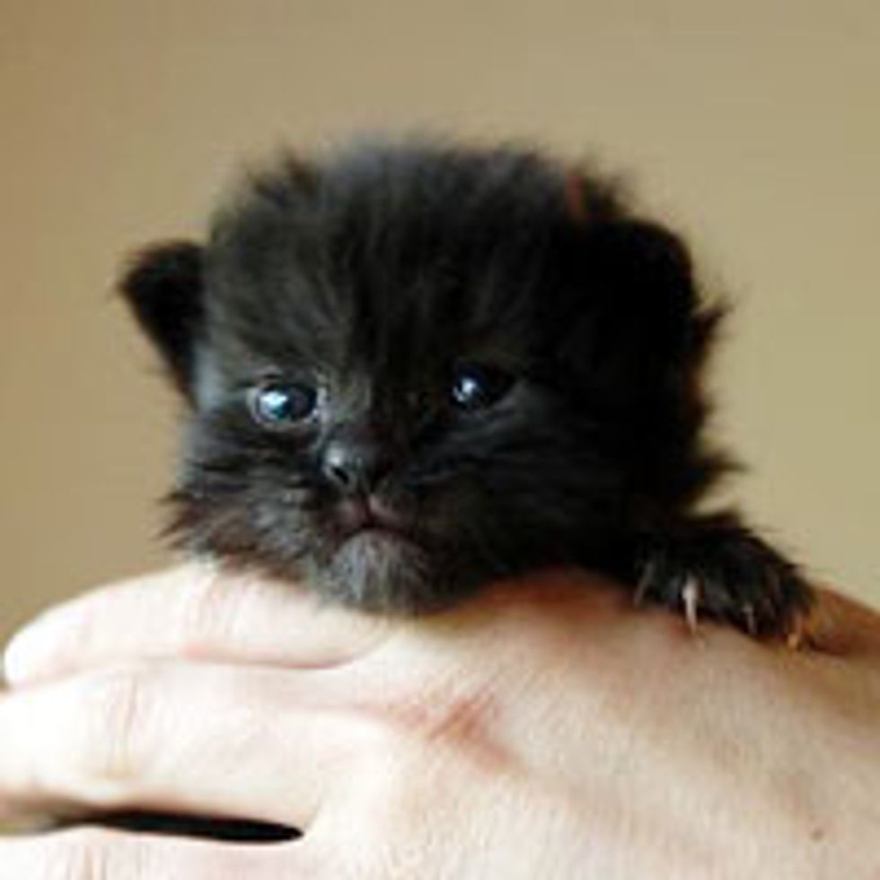 Tiny in Size, Big in Purrsonality
