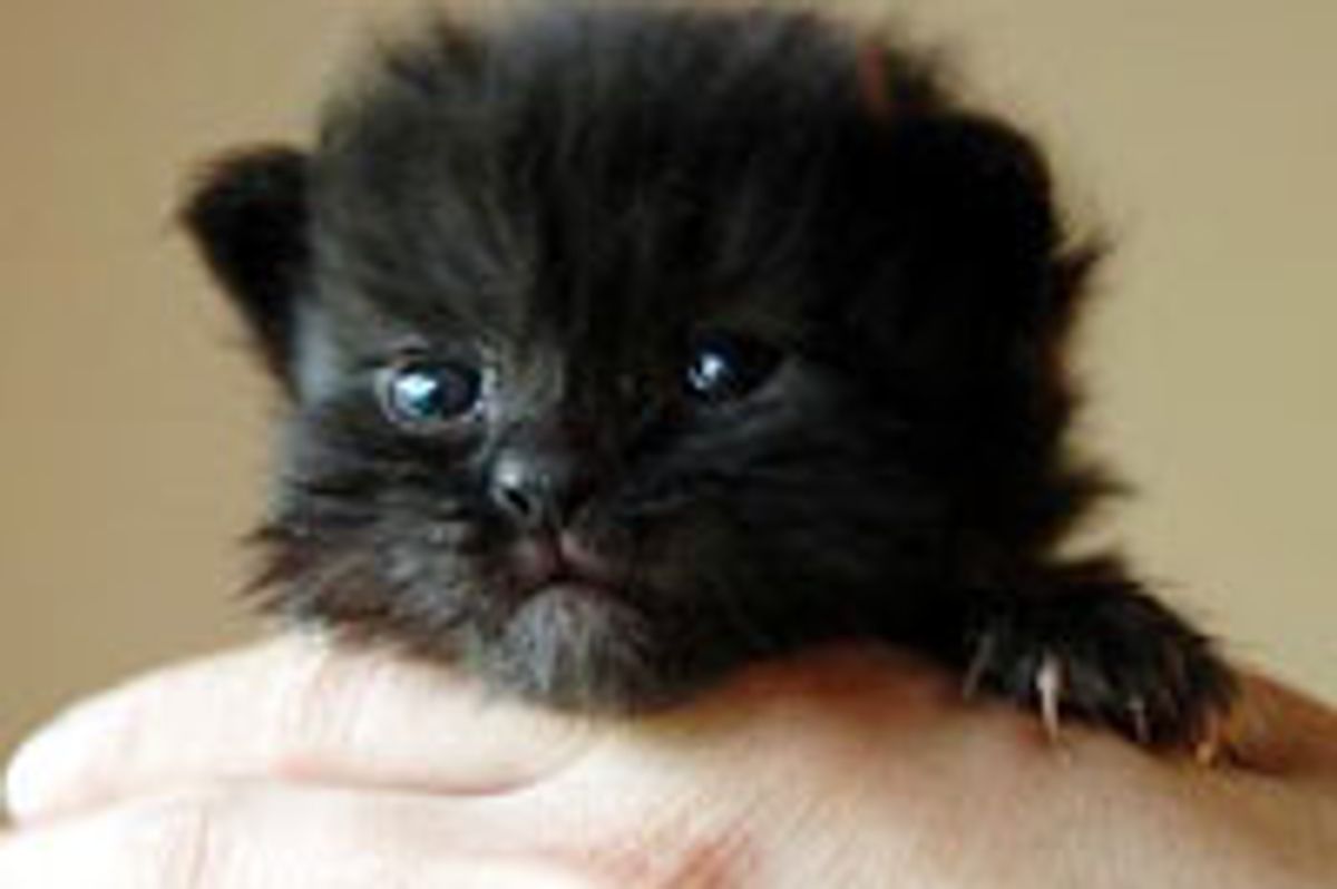 Tiny in Size, Big in Purrsonality