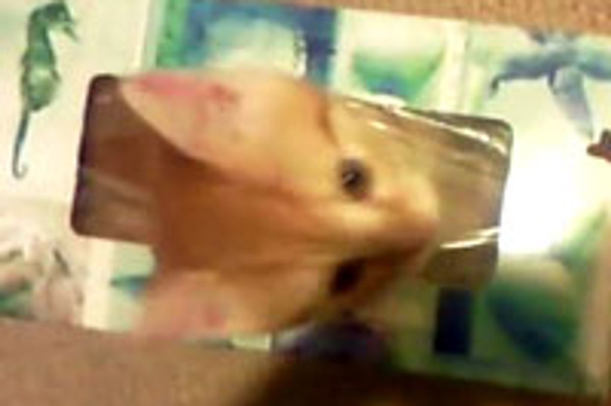 Hidey Kitten in Tissue Box
