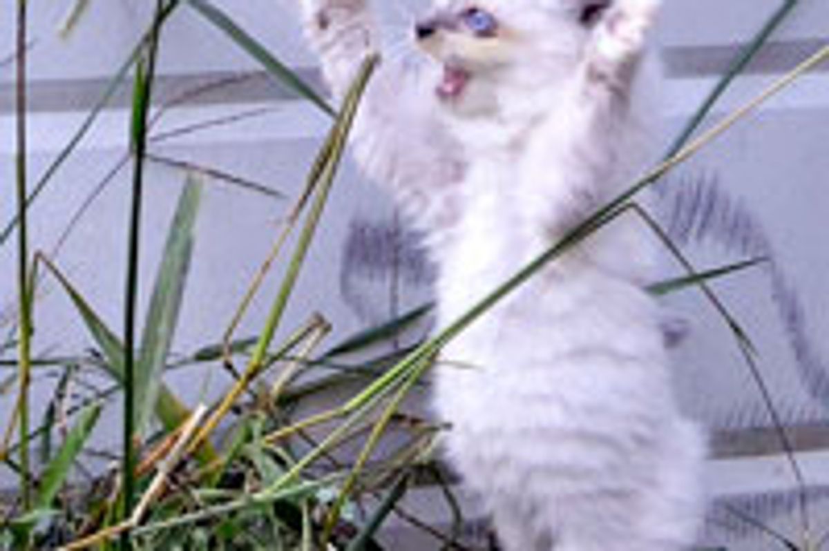 Captain Jack Feral Born Kitty Has a Happy