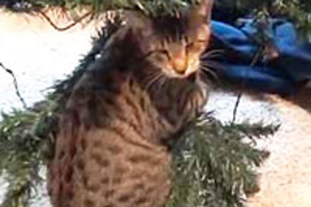 Oskar the Blind Kitty Helps with Christmas Tree