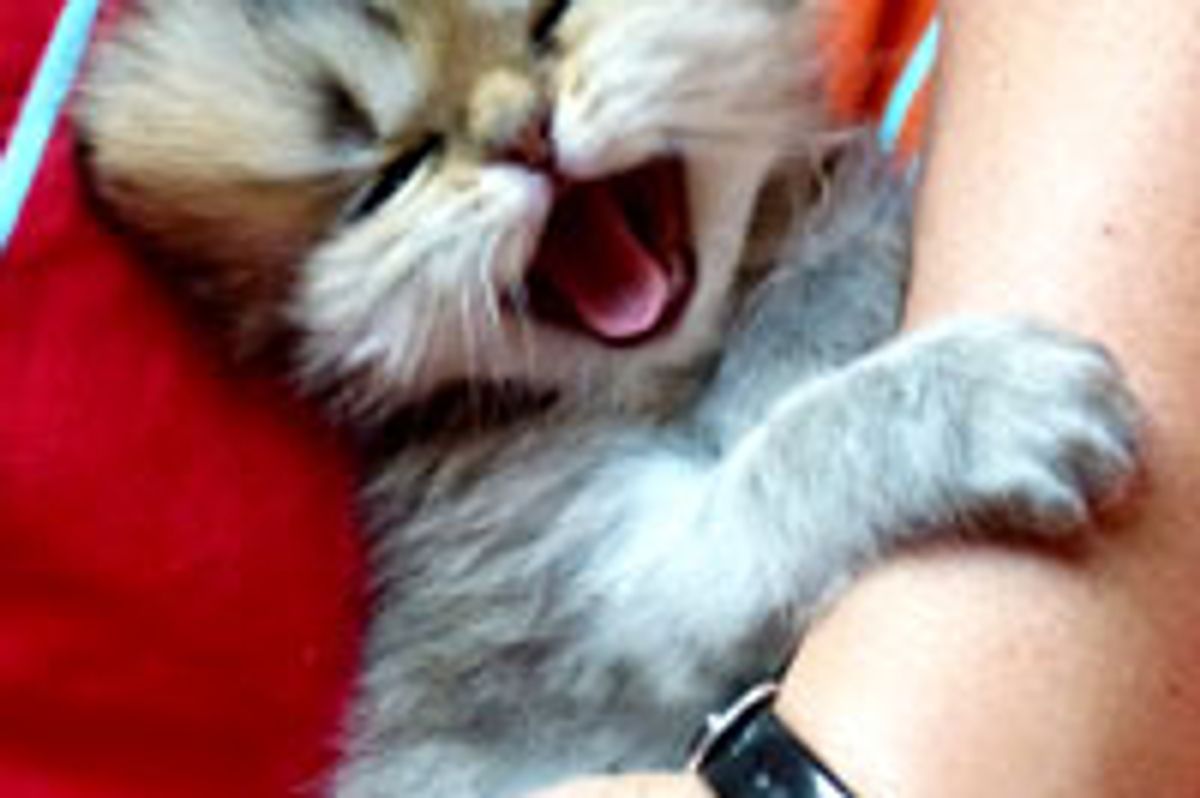 A Hug Makes Kitty Happy