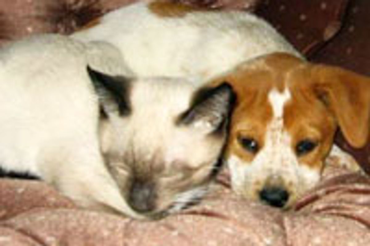 Unlikely Friendship of Cat and Dog, Then and Now