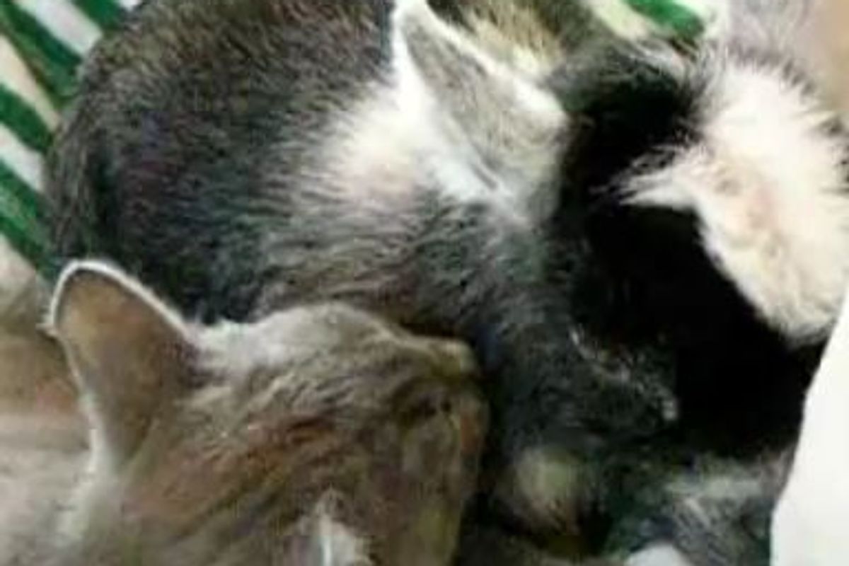 Kitty Gives Baby Goat a Bath