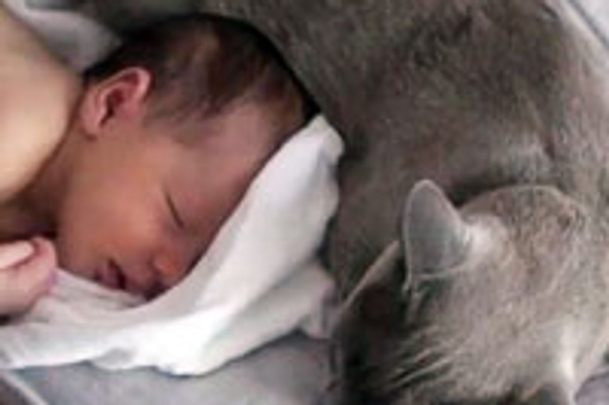 Burmese Cats Guard Their Little Human Friend