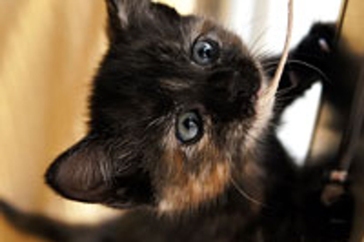 Curious Little Rescue Tortie Investigates String